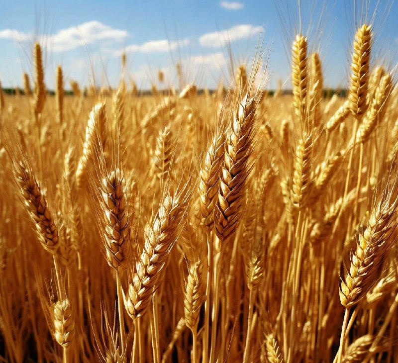 Rosselkhoznadzor has sent warnings to 2 Chelyabinsk farmers for excessive use of pesticides in wheat cultivation